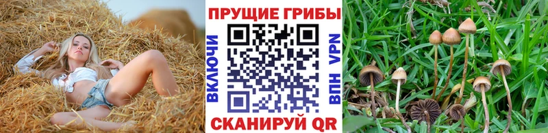 Галлюциногенные грибы MAGIC MUSHROOMS  Рошаль 